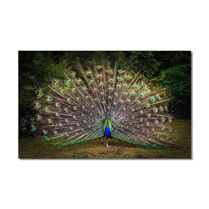Blue feather peacock wall art canvas