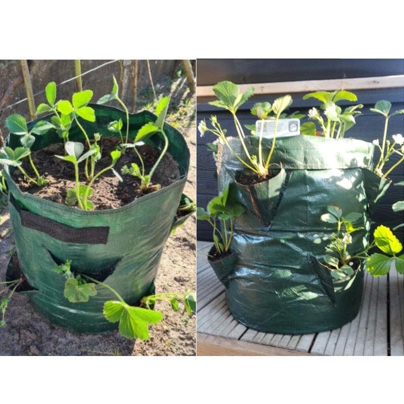 Sweet crib Plant & Herb Growing Kits Planter grow Bags